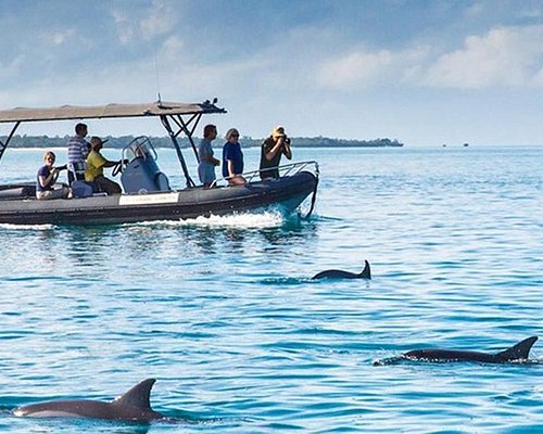 Mnemba Dolphin & Snorkeling Tour