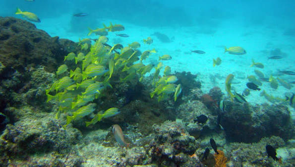 Blue Lagoon Snorkeling Tour photo 12
