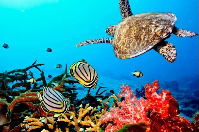Tumbatu Island Snorkeling Tour photo 9