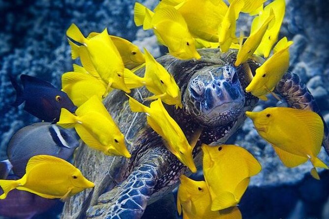 Tumbatu Island Snorkeling Tour photo 2