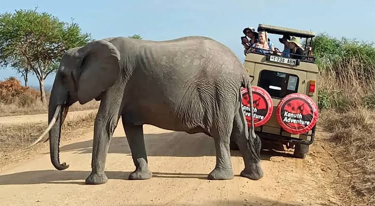 Saadani National Park Safari photo 4