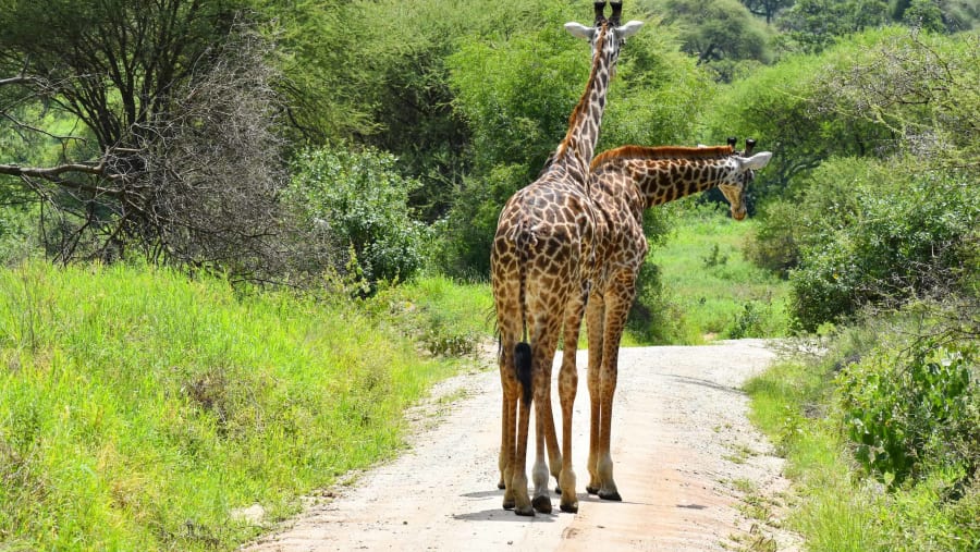 Saadani National Park Safari photo 9