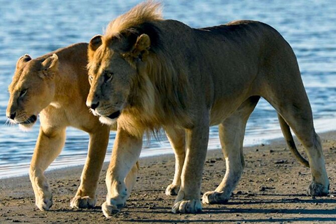 Saadani National Park Safari photo 10