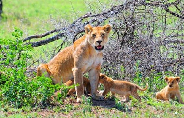 Saadani National Park Safari photo 5