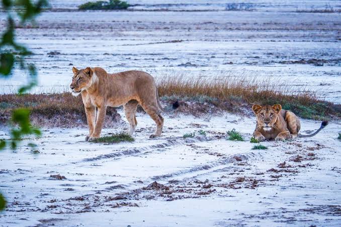 Saadani National Park Safari photo 6