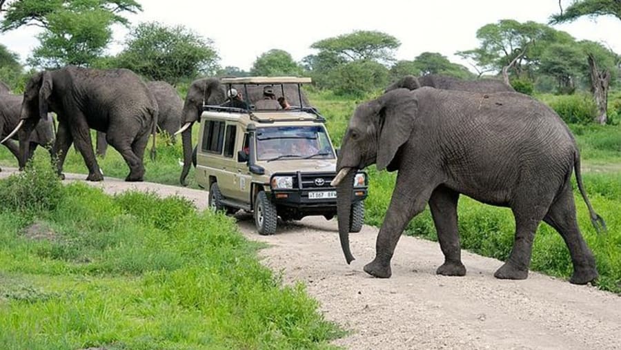 Tarangire National Park Safari photo 10