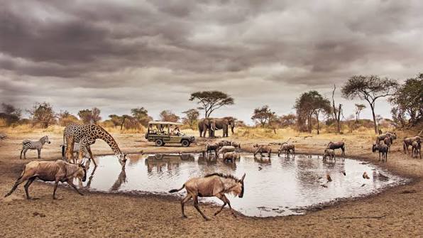 Tarangire National Park Safari photo 6