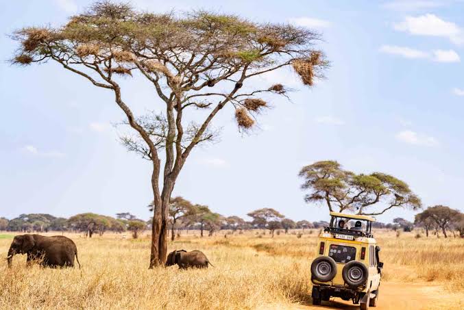 Tarangire National Park Safari photo 11