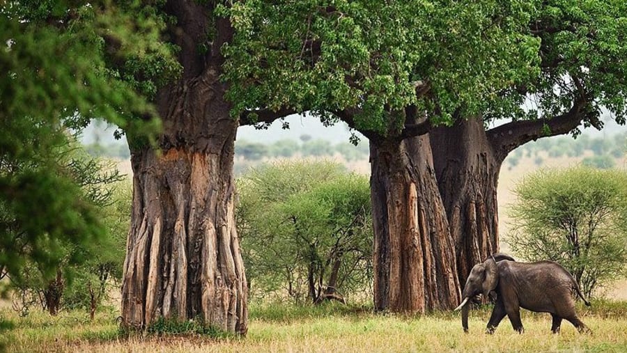 Tarangire National Park Safari photo 5