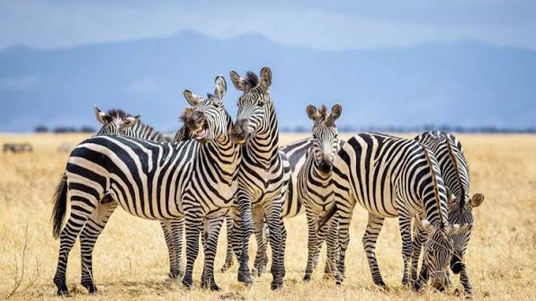 Tarangire National Park Safari photo 12