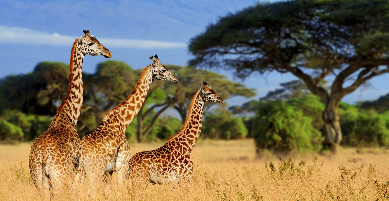 Tarangire National Park Safari
