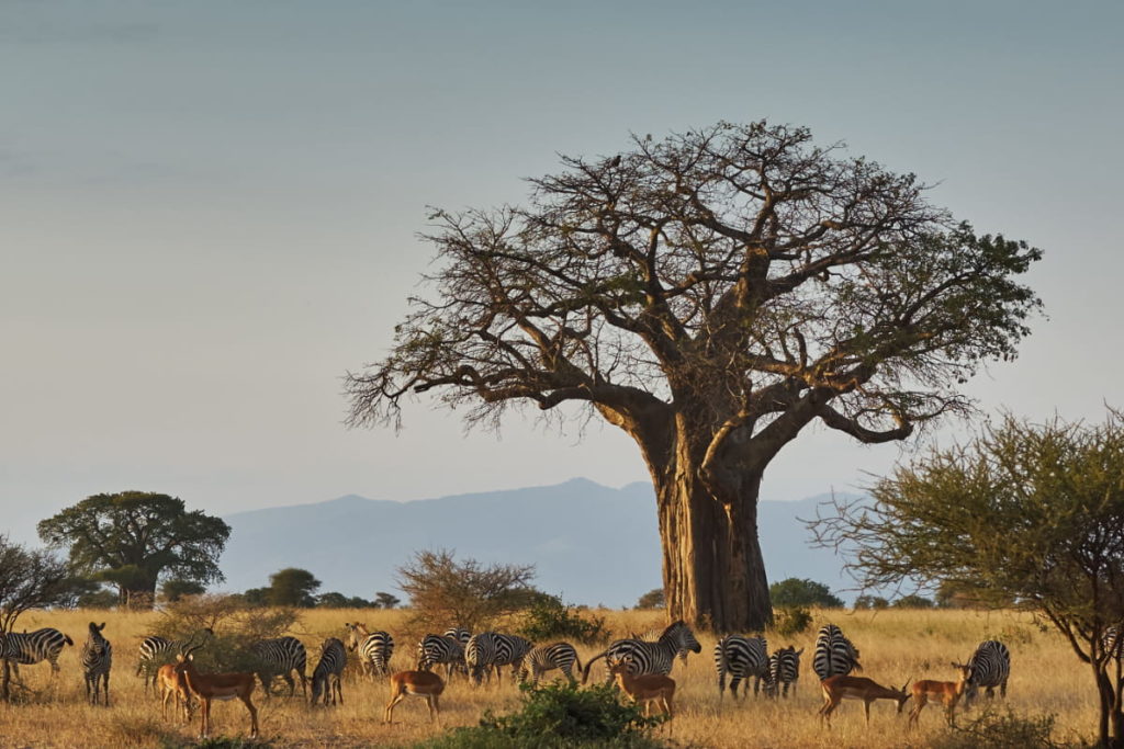 Tarangire National Park Safari photo 3