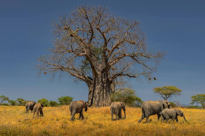 Tarangire National Park Safari photo 4